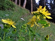 12 Hipericum (Iperico)